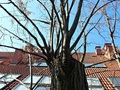 Fot. 5. Ogławianie w niekorzystnie wpływa na stan zdrowotny drzewa. Fot. Megi Moher, źródło: http://megimoher.blogspot.com/2013/03/czyny-zabronione.html, dostęp: 27.02.15
